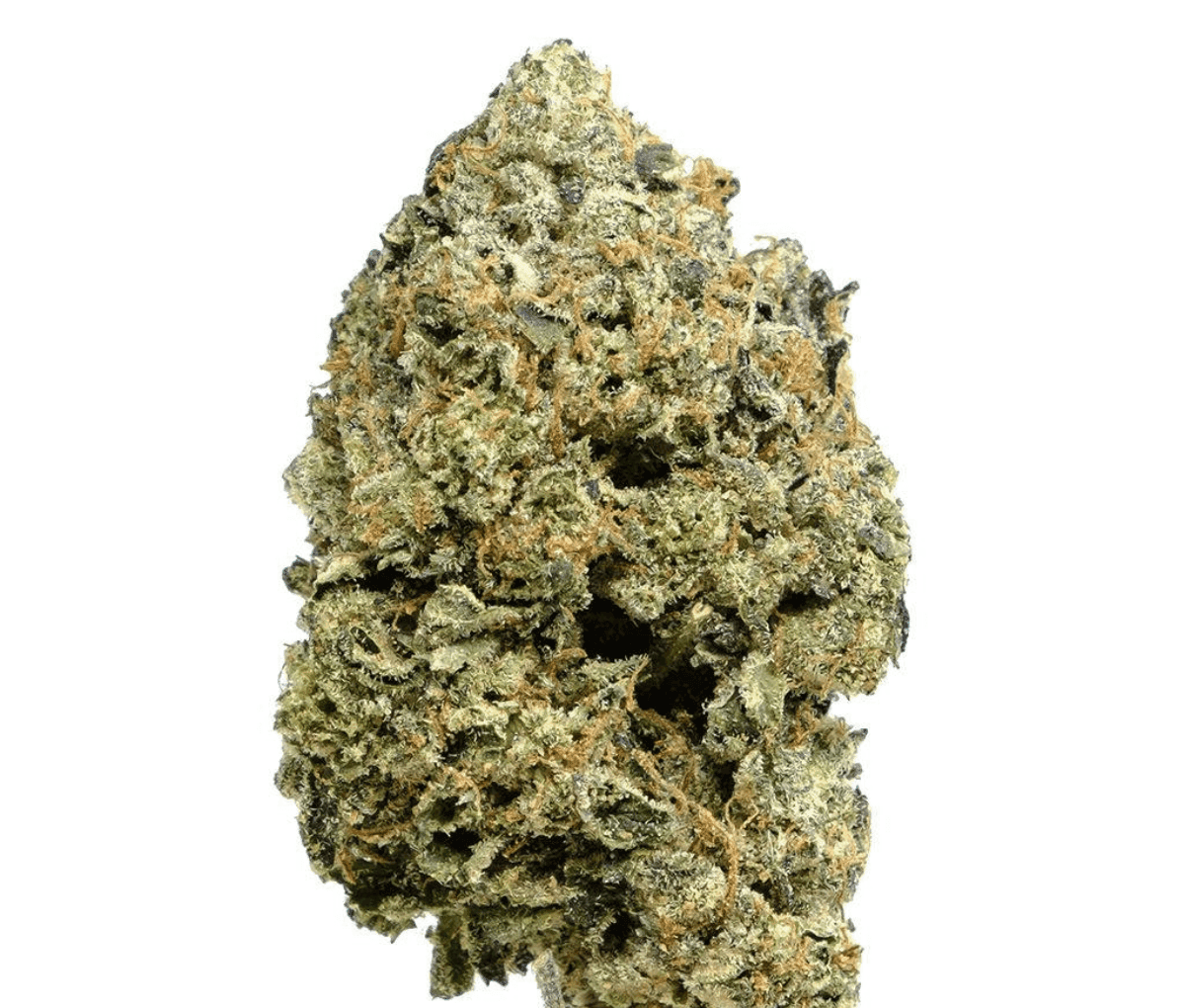 Avaay Signature 31/1 Gossip Gun