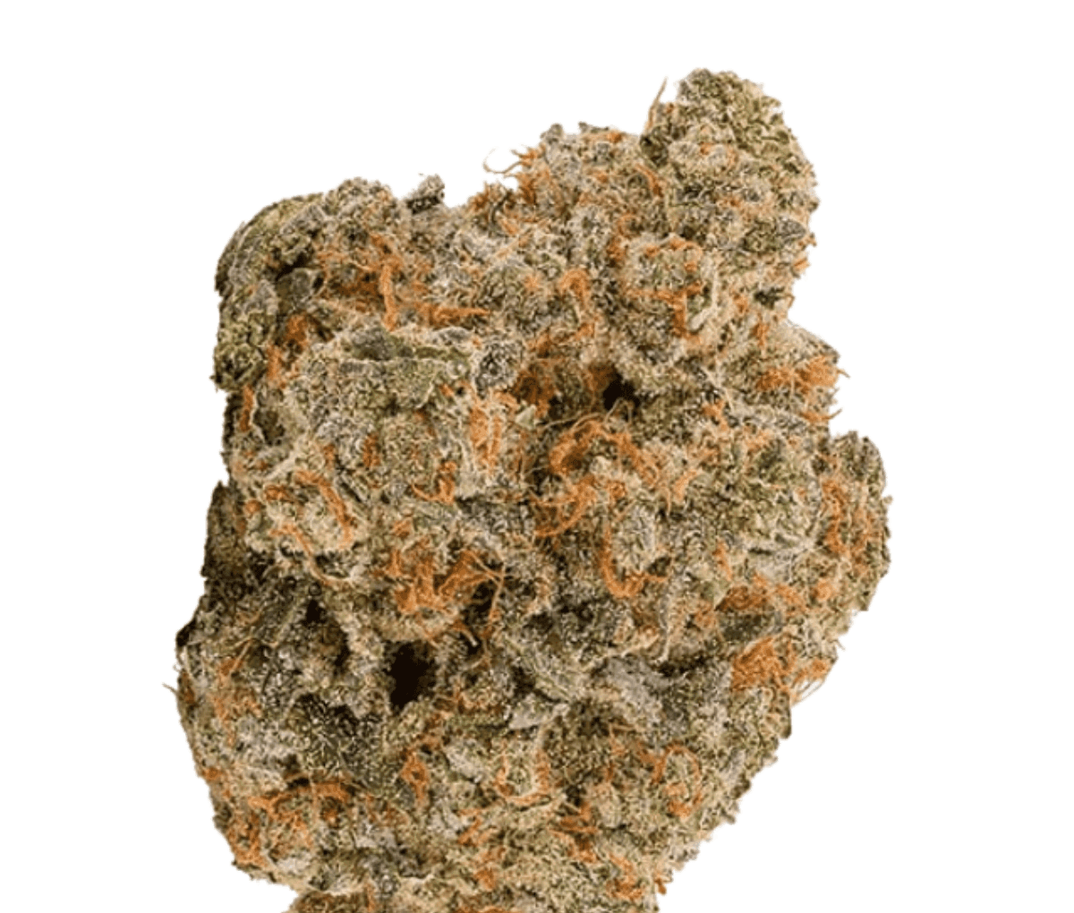 Bathera 28/1 BZ - Blue Z Bathera 28/1 BZ - Blue Z