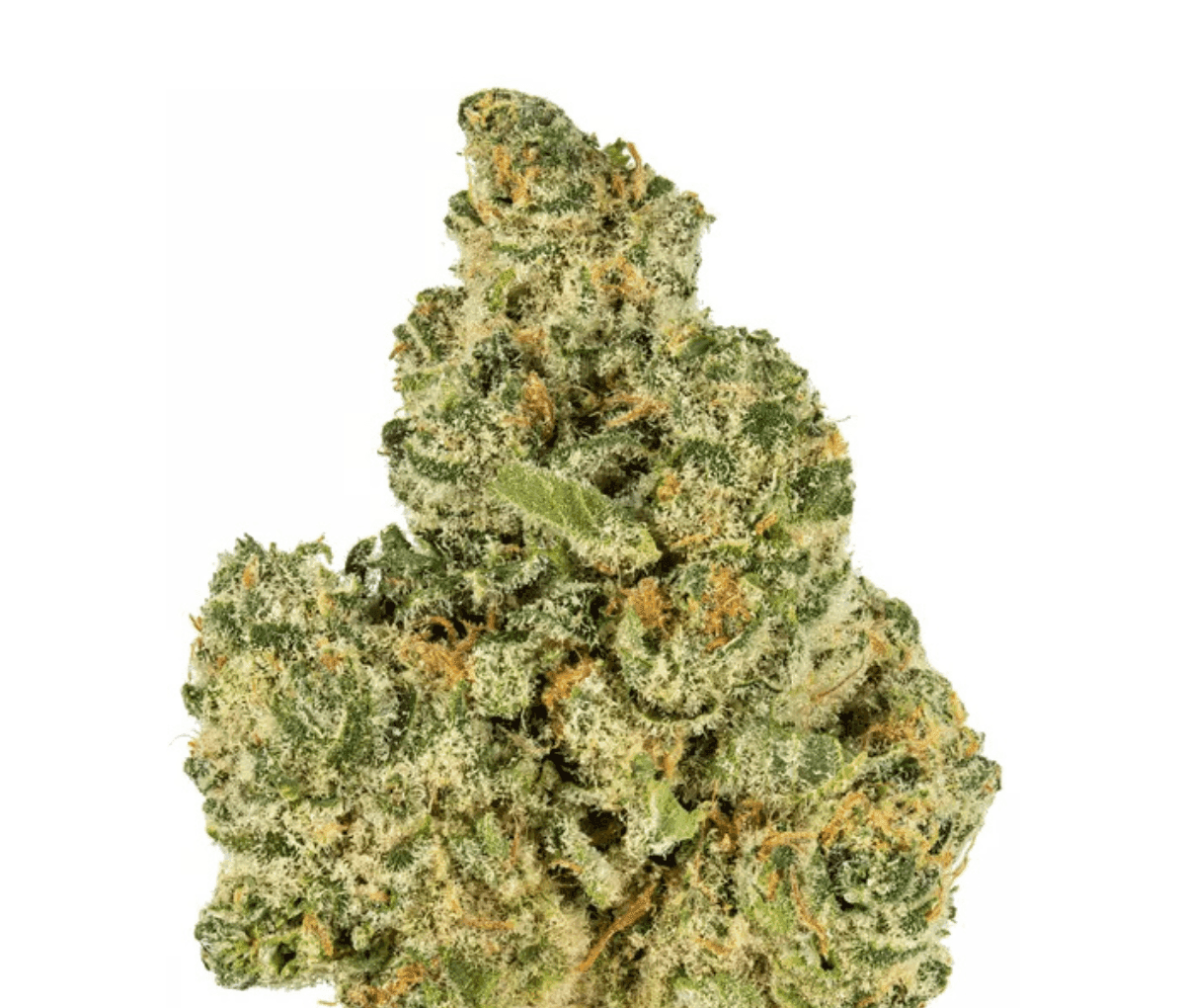 Slouu 30/1 GLZ CA - Garlic Z