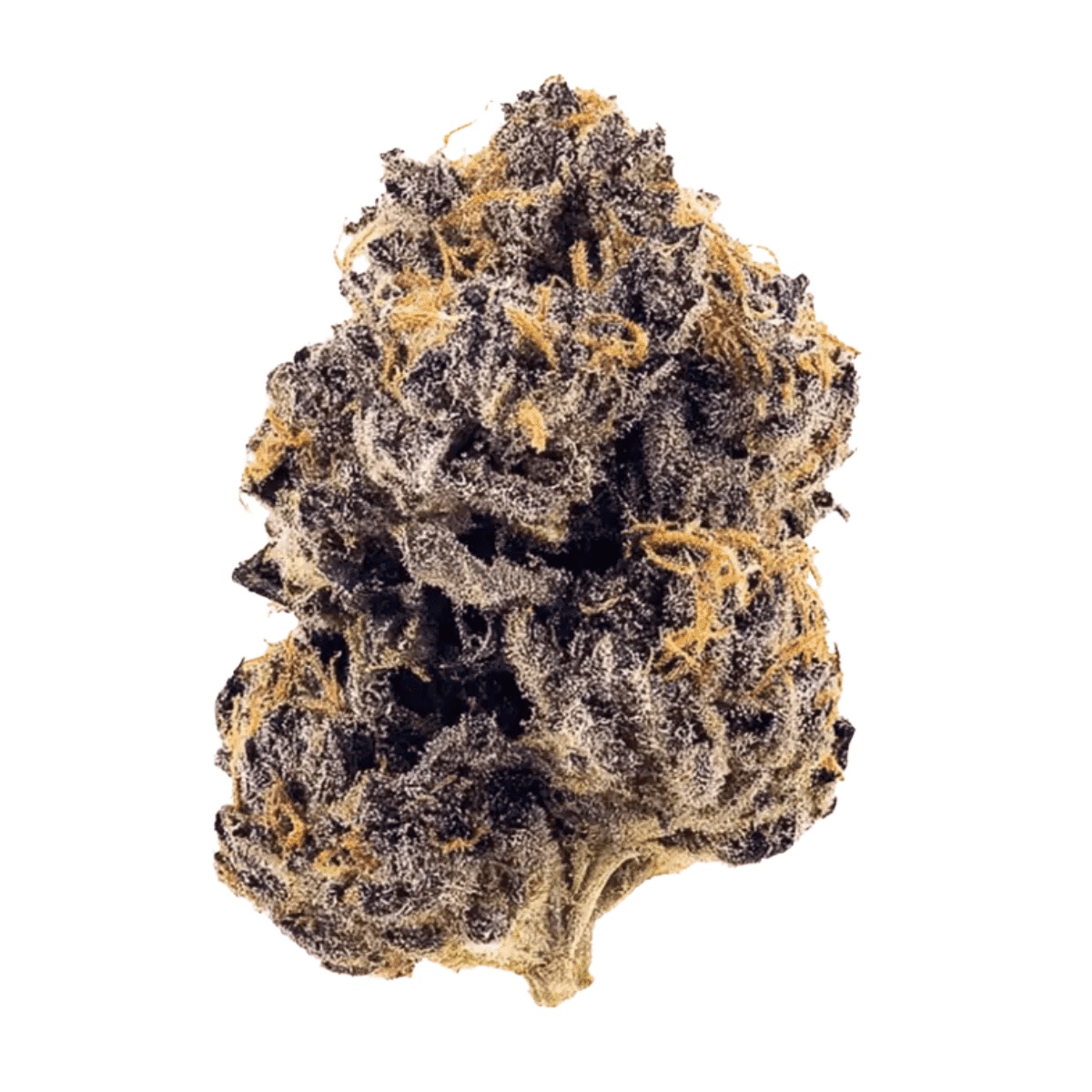 Luana 28/1 GCG - God Cherry Gusher I Cannazen