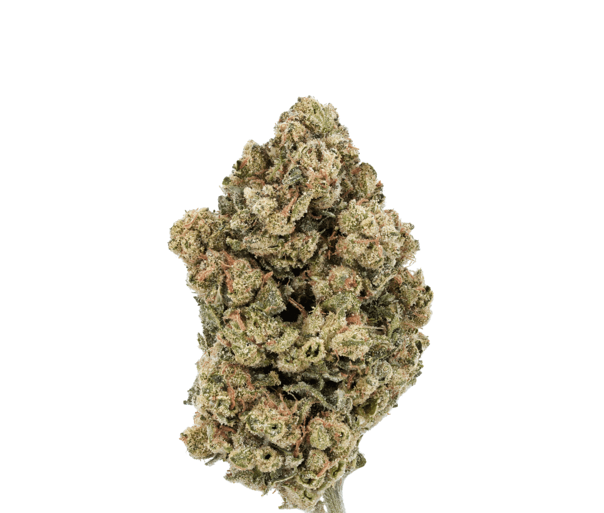 Nimbus easy 20/1 - Jet Fuel Apricot