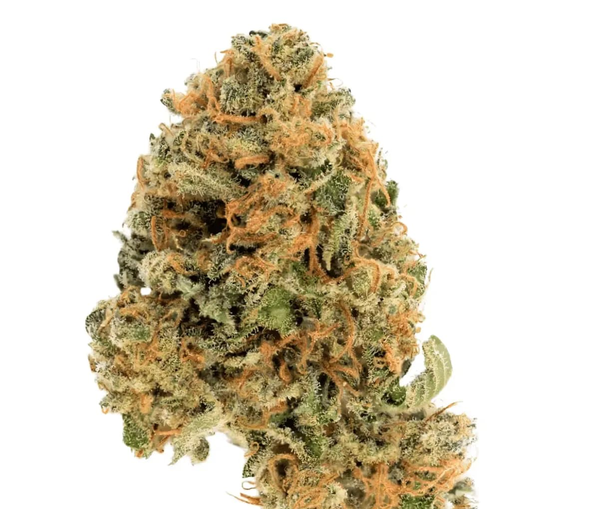 Cannamedical Hybrid Forte DK 22/1 - Ghost Train Haze