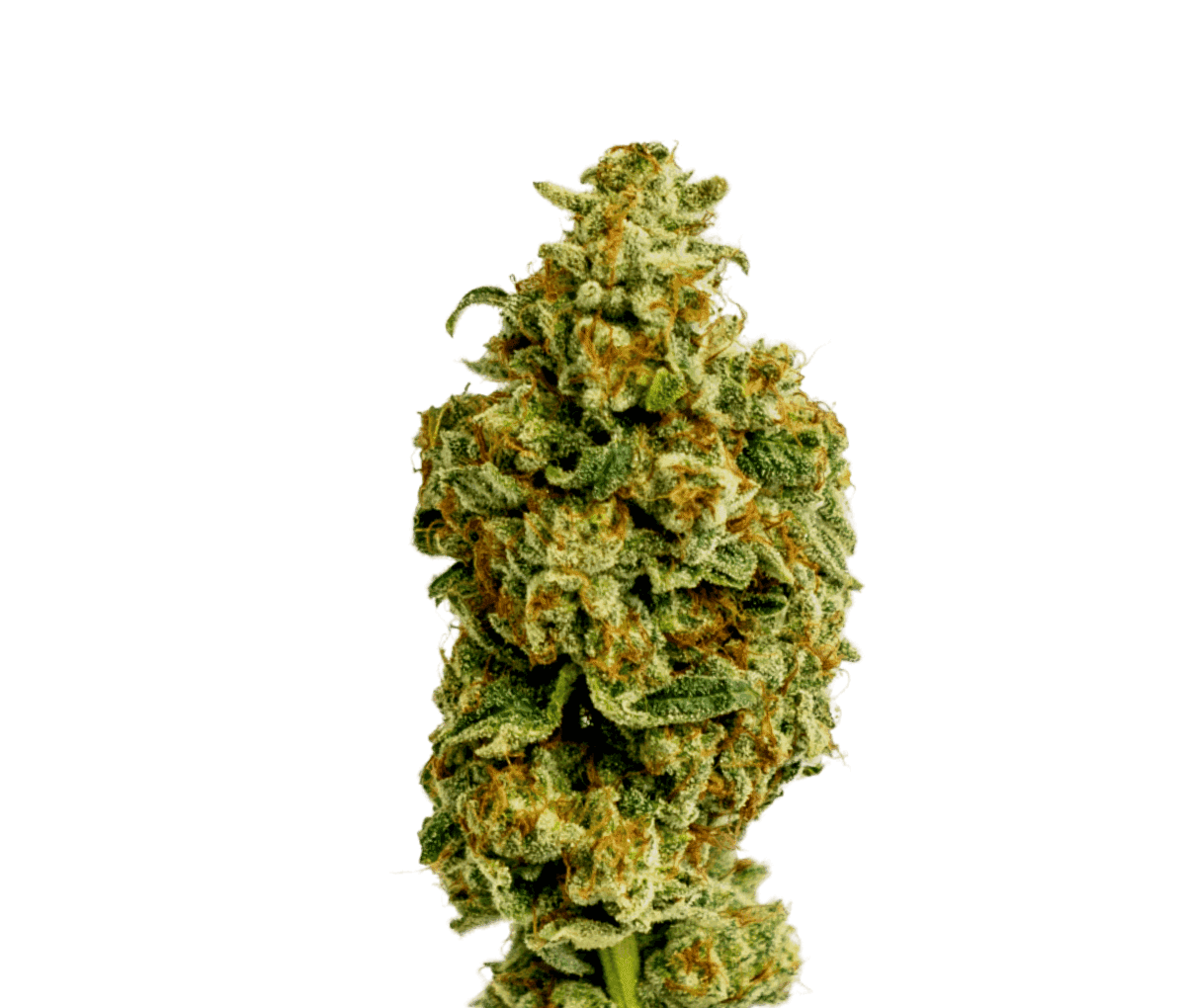 Cannamedical Sativa classic NM Wedding Tree