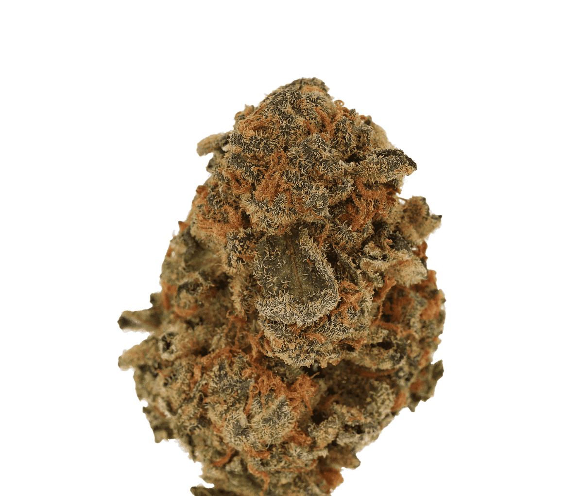 Cannamedical Sativa Light - Fast Orange
