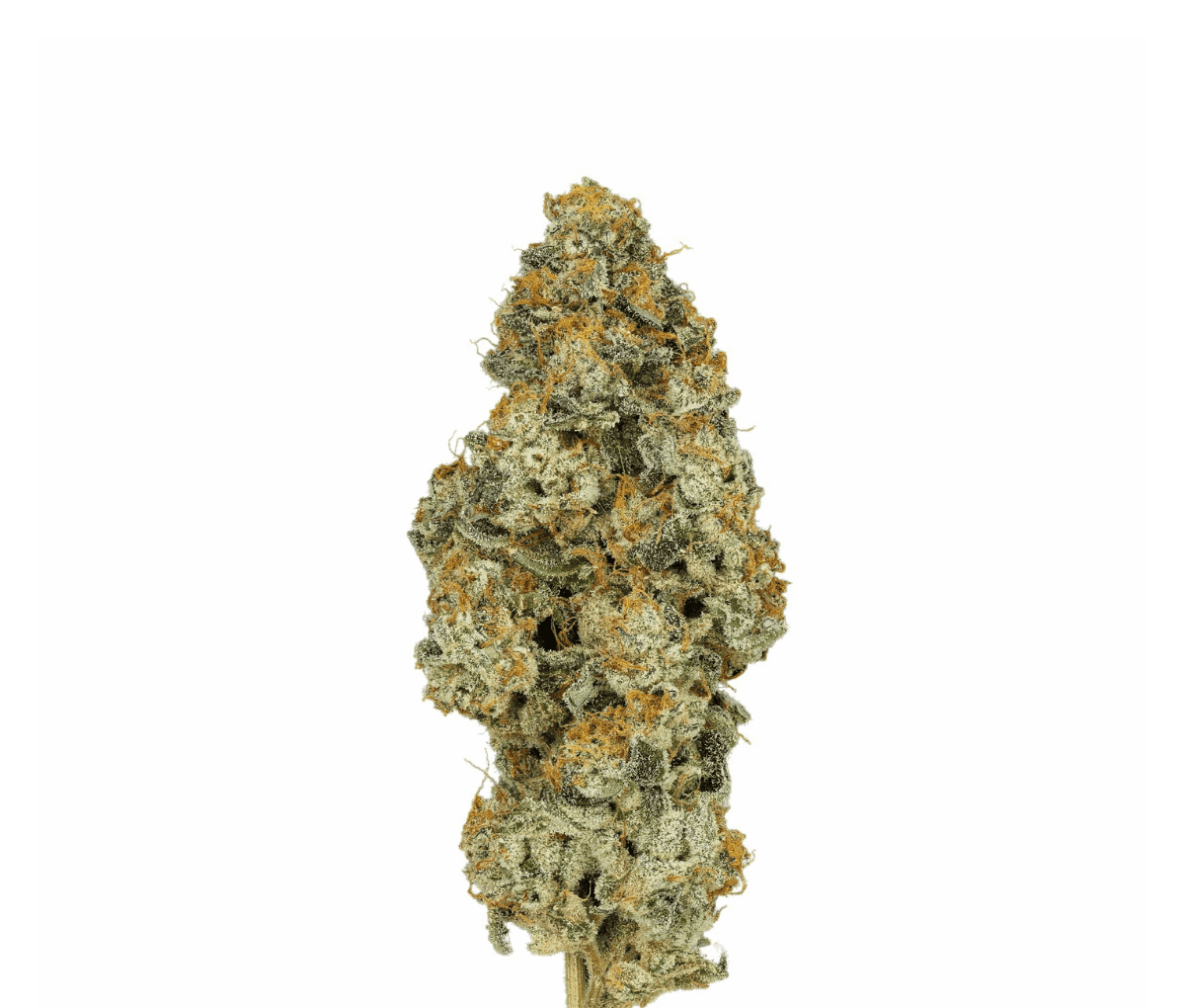 Cannamedical CM 28/1 PO - Platinum Oranges | Cannazen Cannamedical CM 28/1 PO - Platinum Oranges | Cannazen