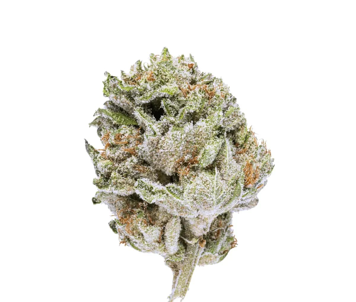 Canify Cannabis flos 16/1 LS Ku. Khanya Select