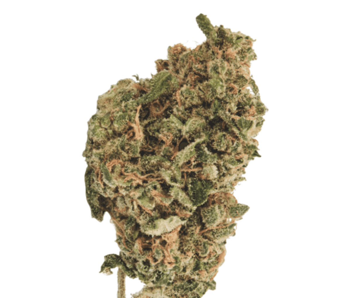 420 Sungrown 22/1 CA ZRP - Zour Apple