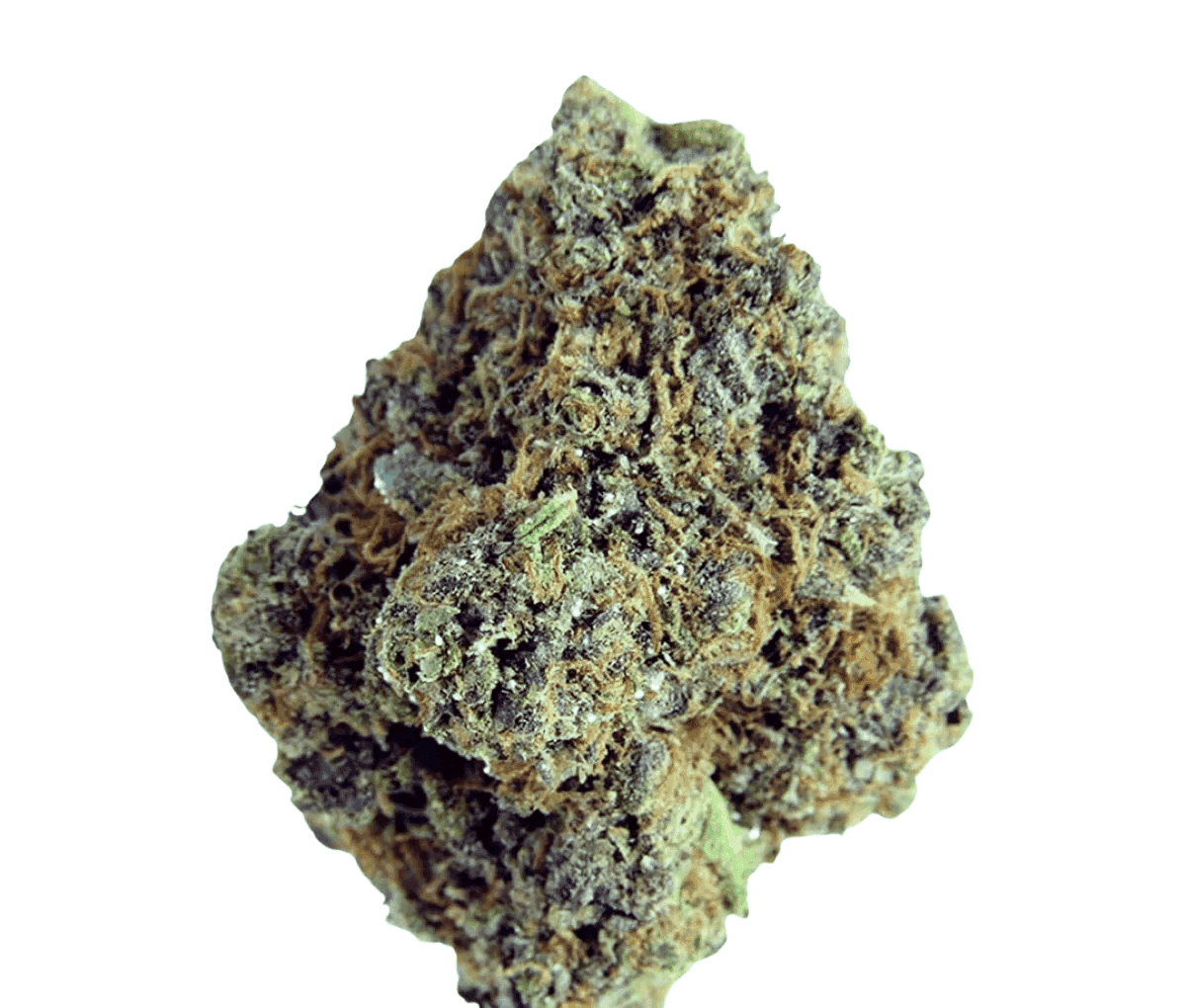 ADREX Mother AIS CAN 22/1 - Apes in Space