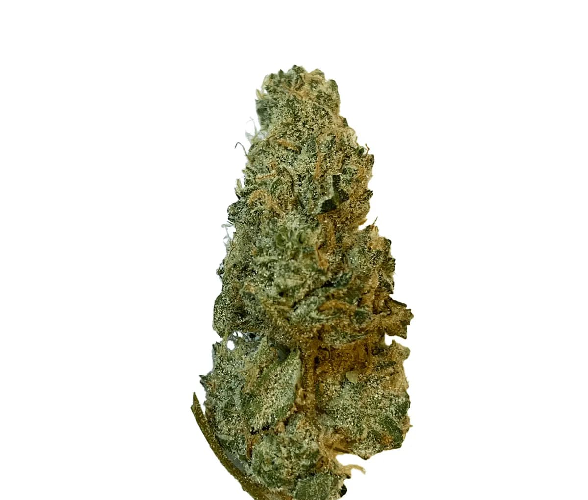 420 Evolution 27/1 CA GMO - GMO Cookies