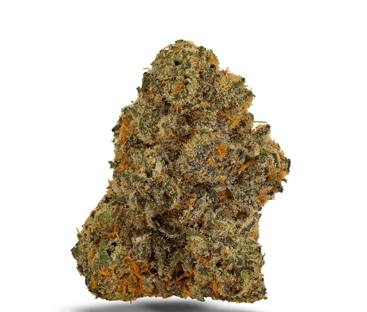 Bathera 23/1 PM - Permanent Marker Bathera 23/1 PM - Permanent Marker