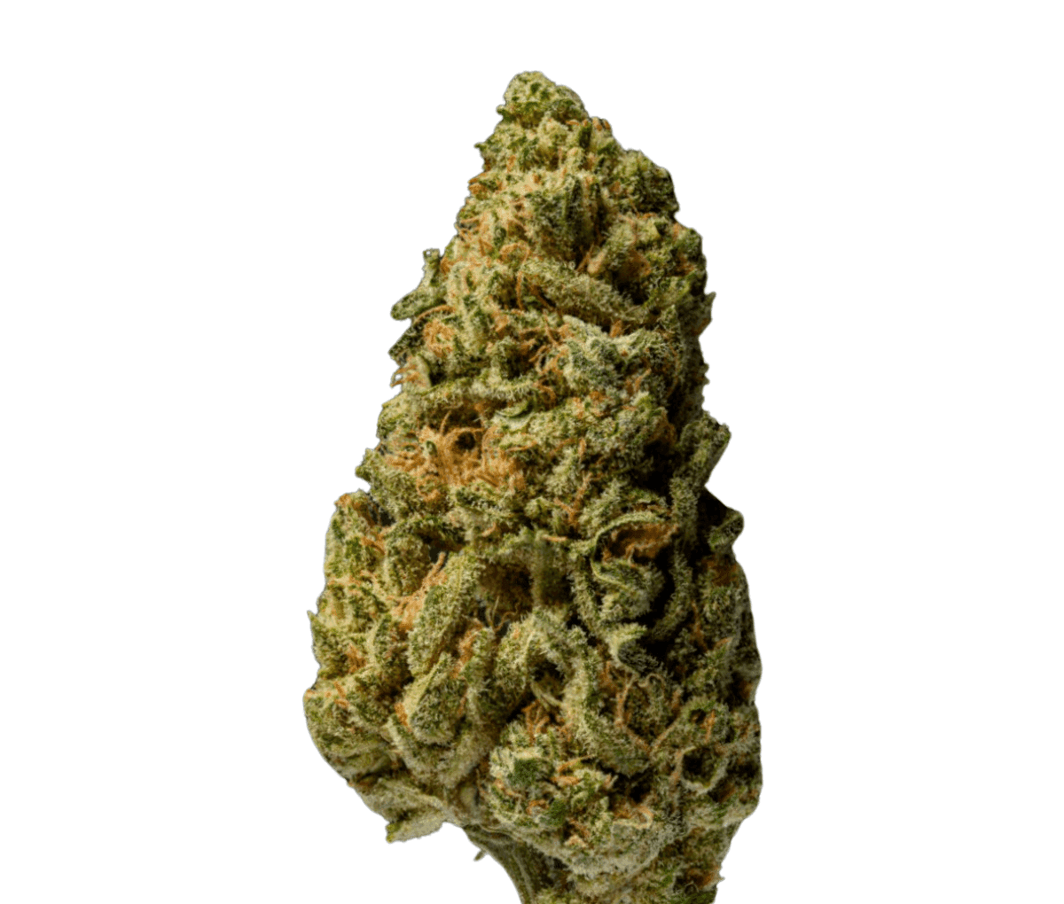 enua 25/1 GPP CA - Gelly Popper