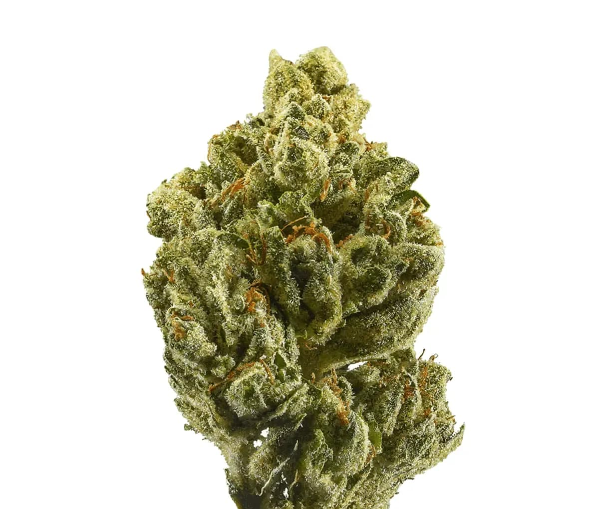 Cannamedical CM 20/1 - OG Kush Cannamedical CM 20/1 - OG Kush