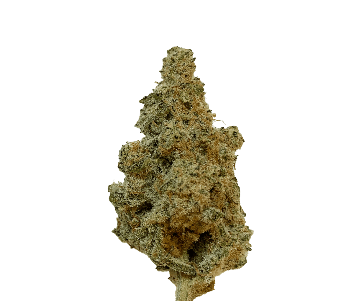 420 Evolution 22/1 CA MAC - MAC 1