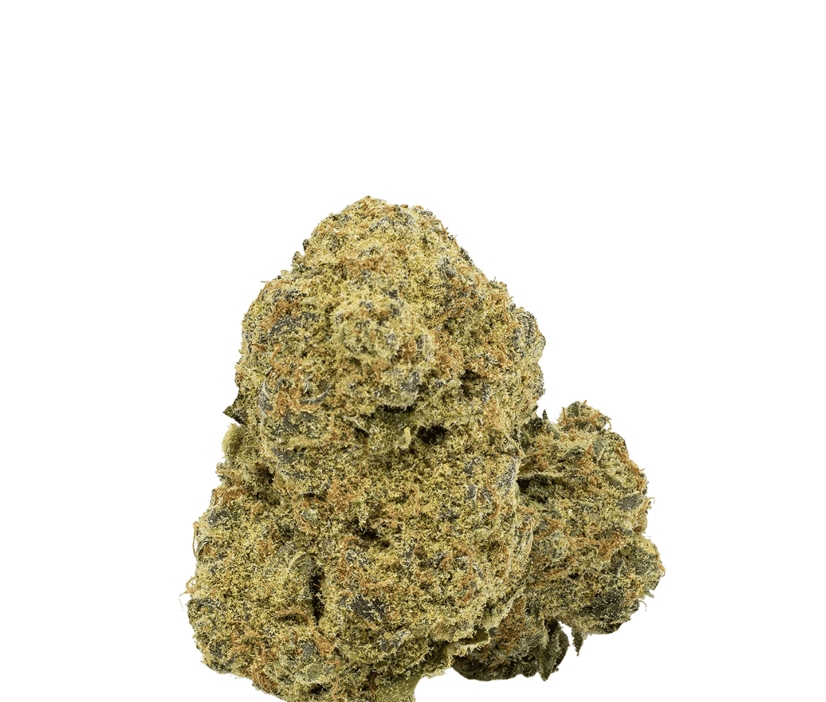 Wildlife 24 BG Can - Blackberry Gelato
