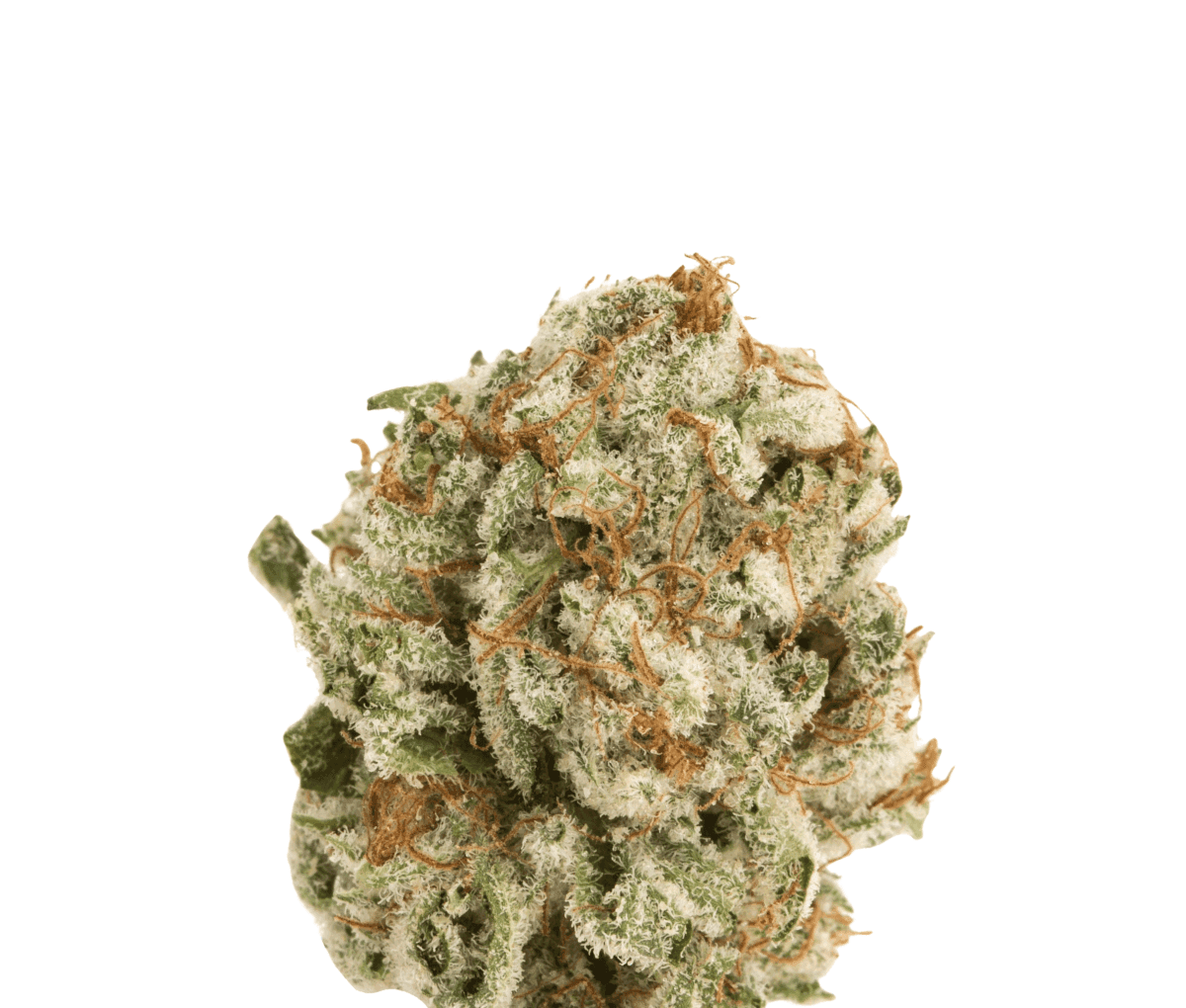 420 Evolution PVB 22/1 Private Banana