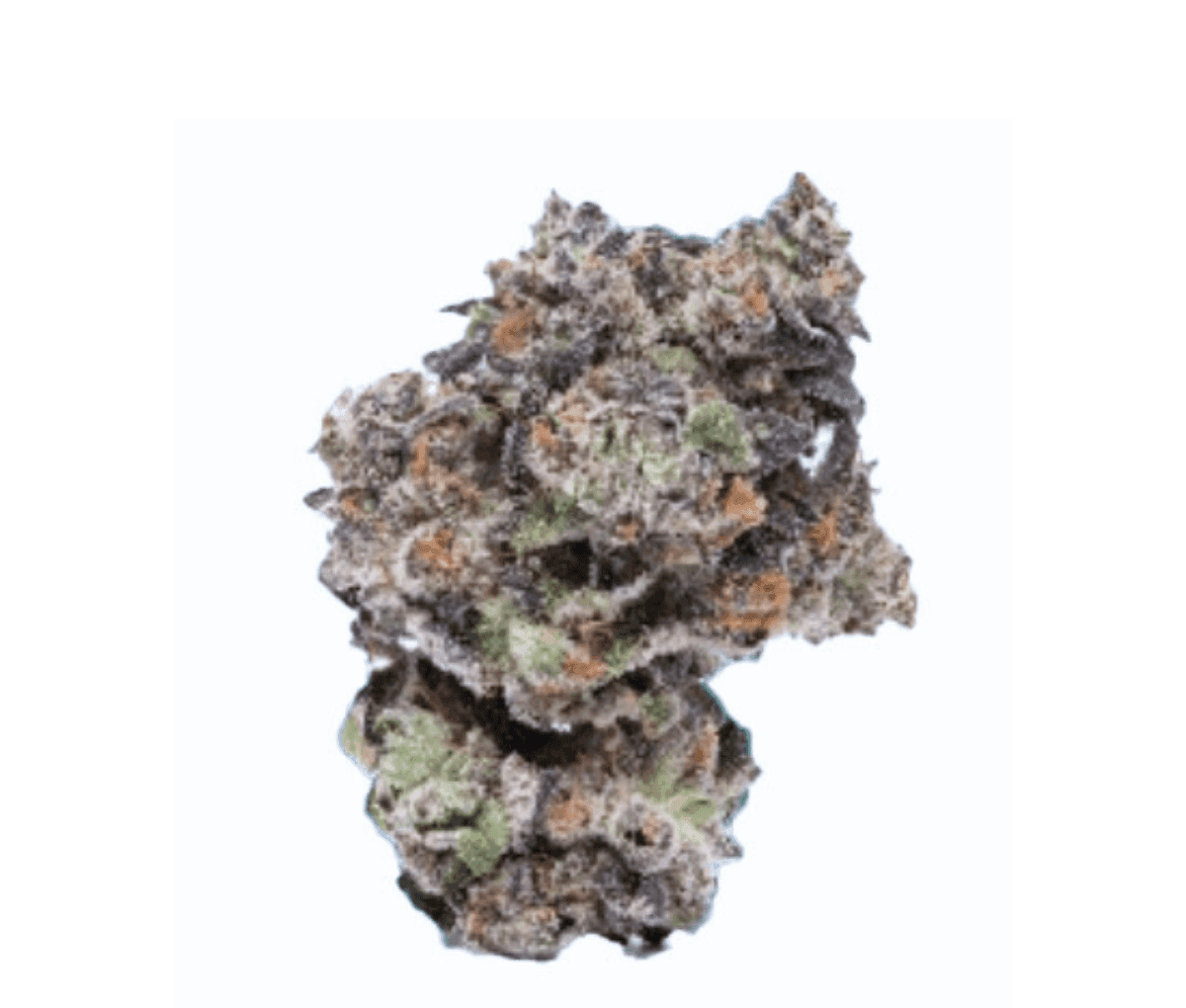 Cookies 22/1 - Hawaiian Rain