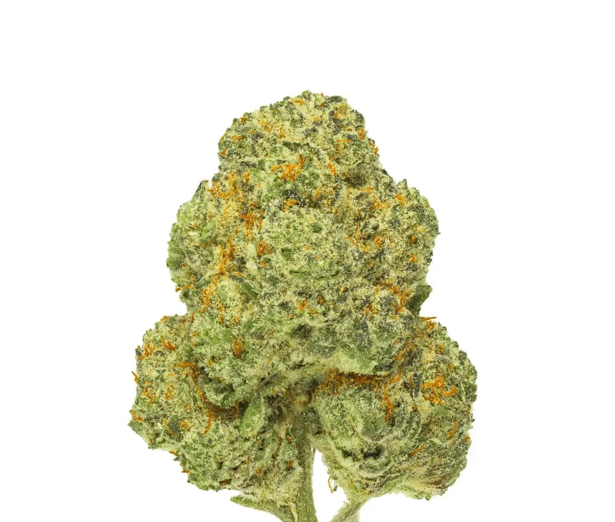 Pedanios 28/1 CMK-CA - Chemango Kush