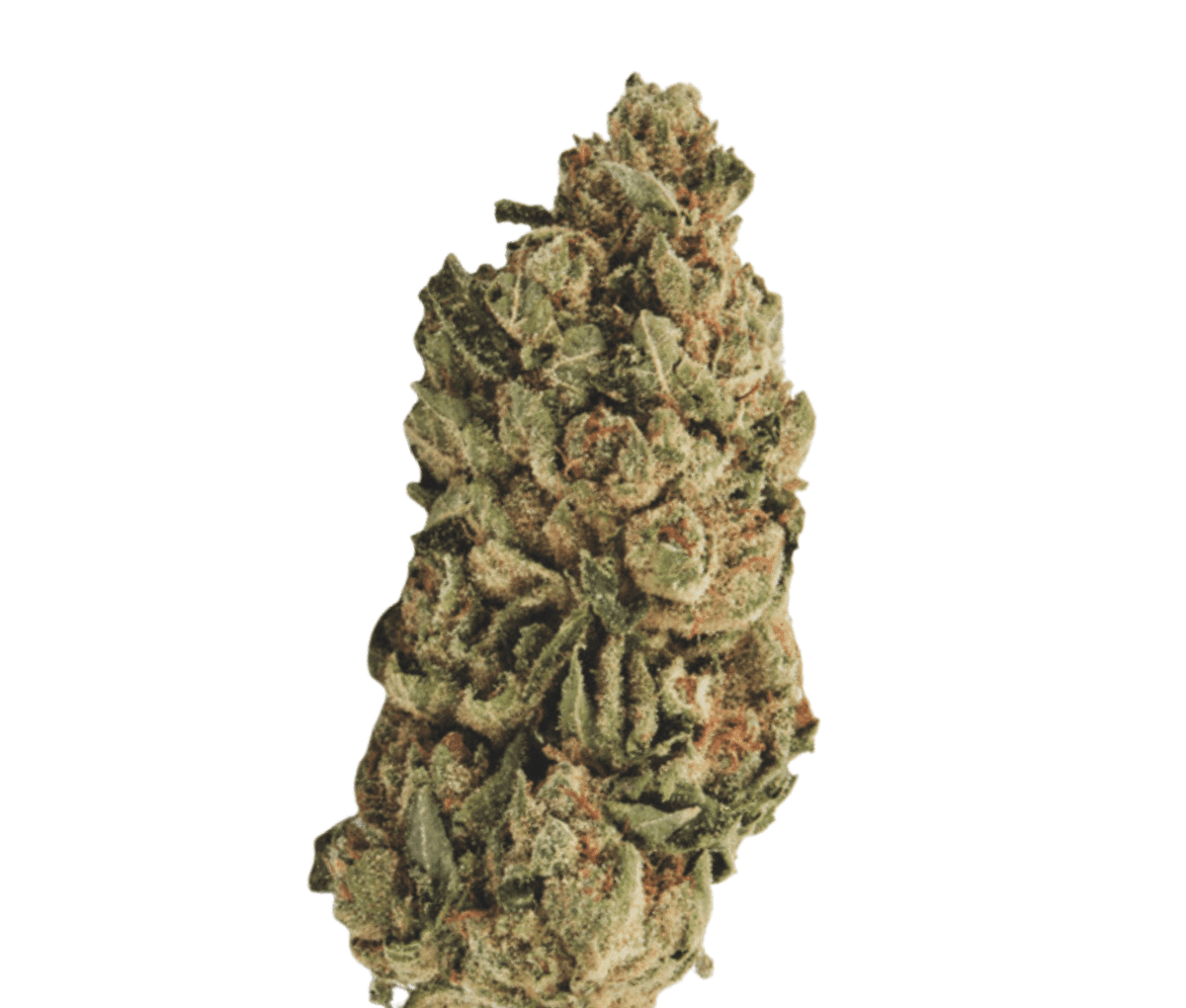 420 Sungrown 27/1 CA LLY - Legendary Larry