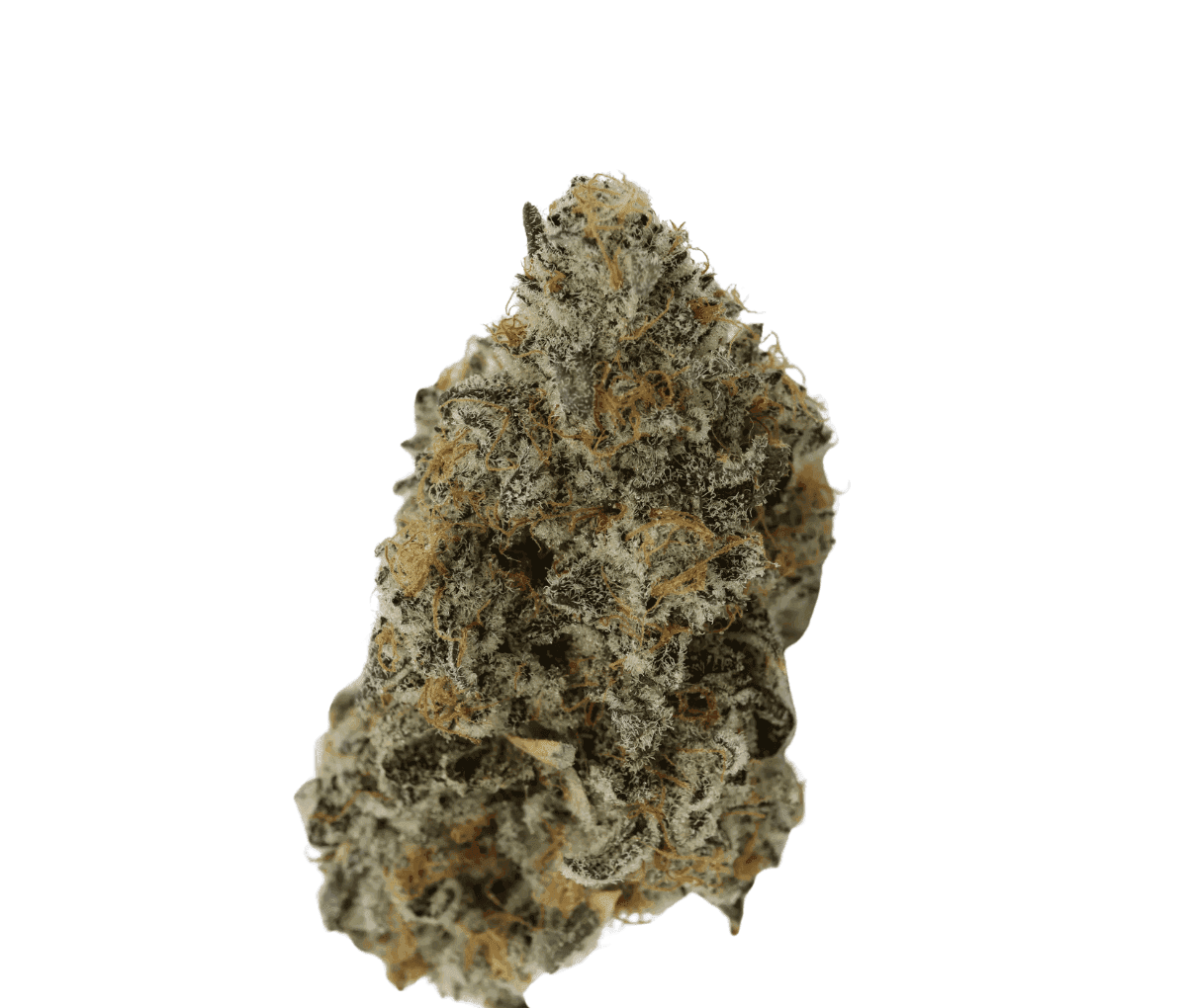 ADREX Mother 24 KI-Z CAN