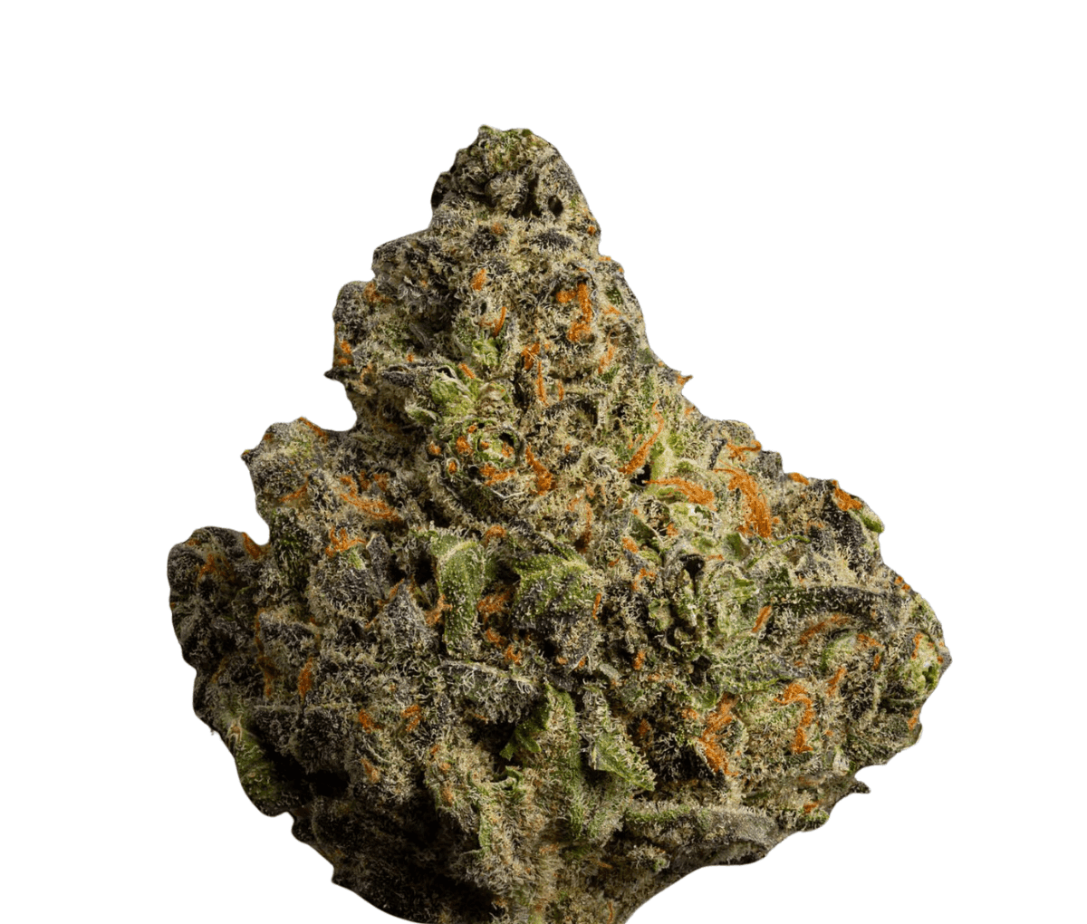 Enua 22/1 ABG CA - Sweets Enua 22/1 ABG CA - Sweets