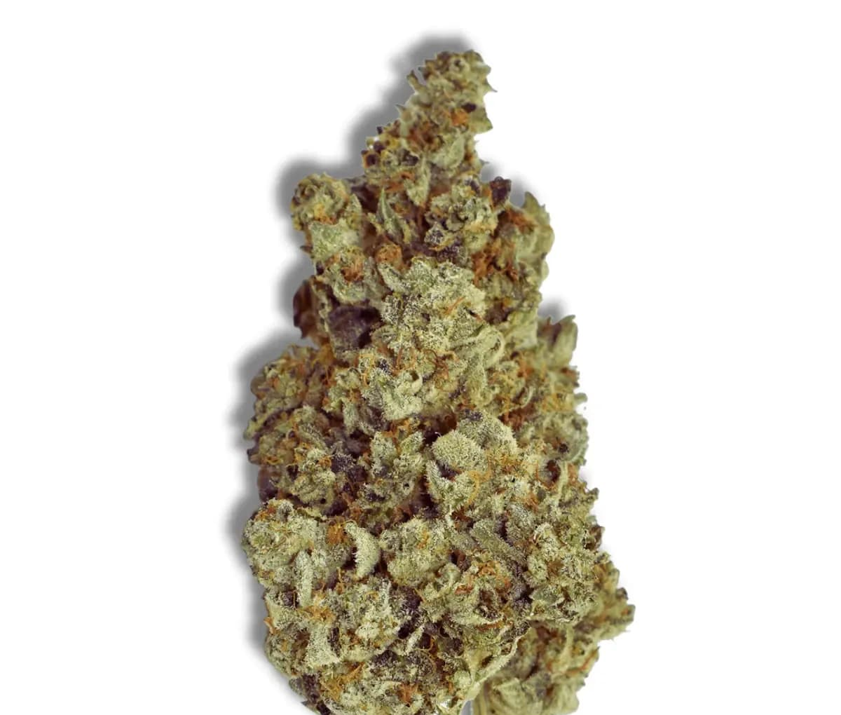 Herbery SC 26:01 Banana Cream Herbery SC 26:01 Banana Cream