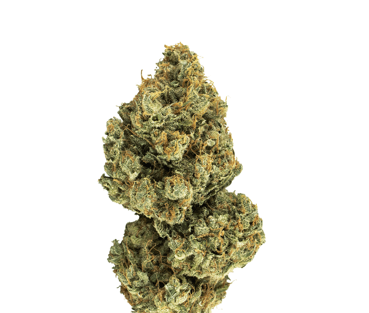 420 Evolution 25/1 CA BUL - Bucket List 420 Evolution 25/1 CA BUL - Bucket List