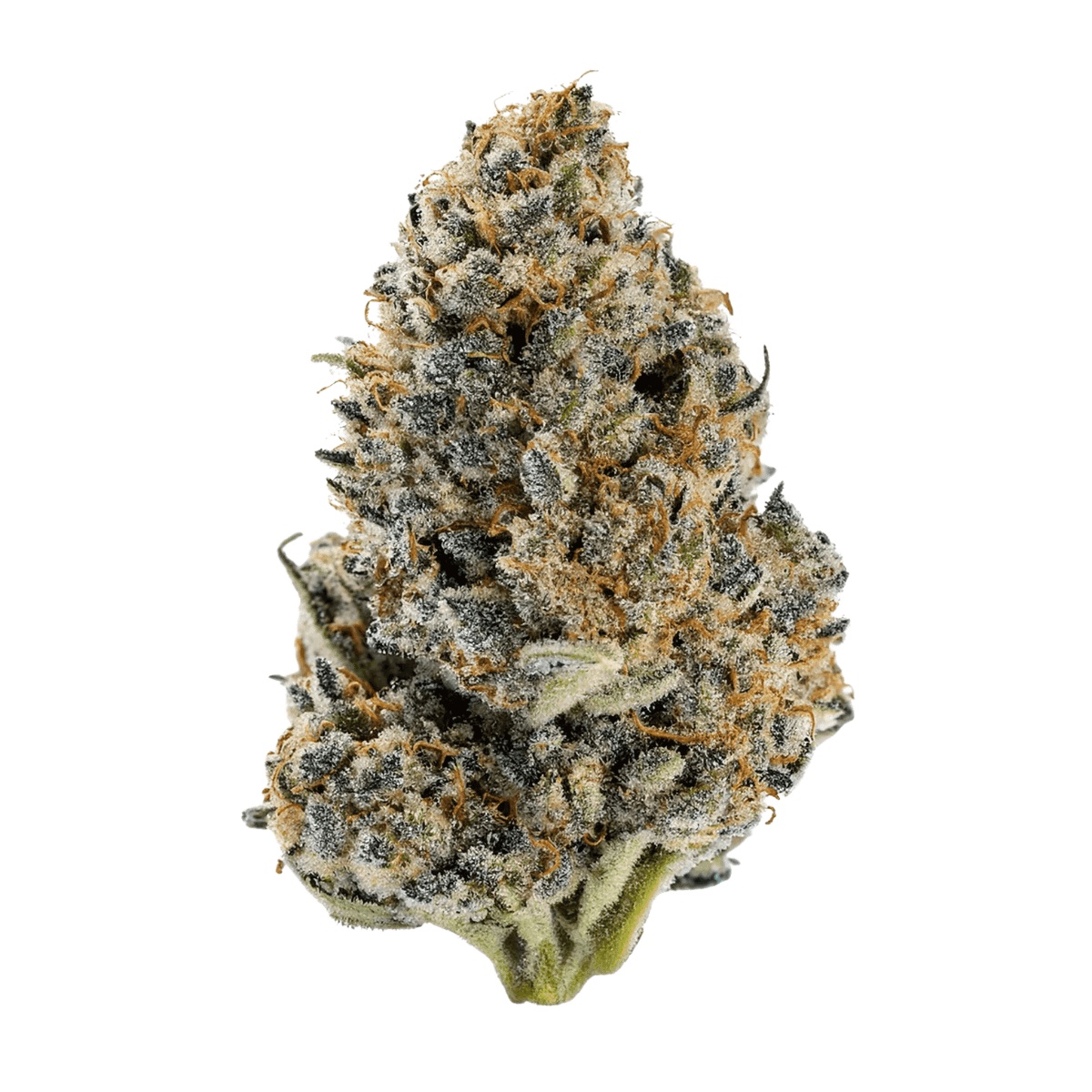Cannamedical Hybrid Forte KA - Gelato Lemon |Cannazen Cannamedical Hybrid Forte KA - Gelato Lemon |Cannazen