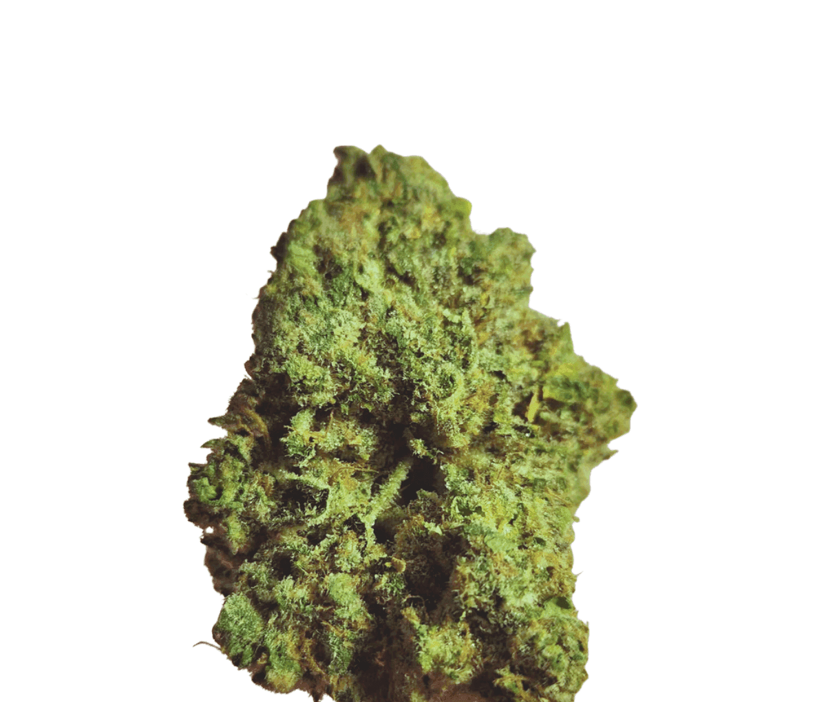 Origine Nature GG 25/1 - Golden Gauth