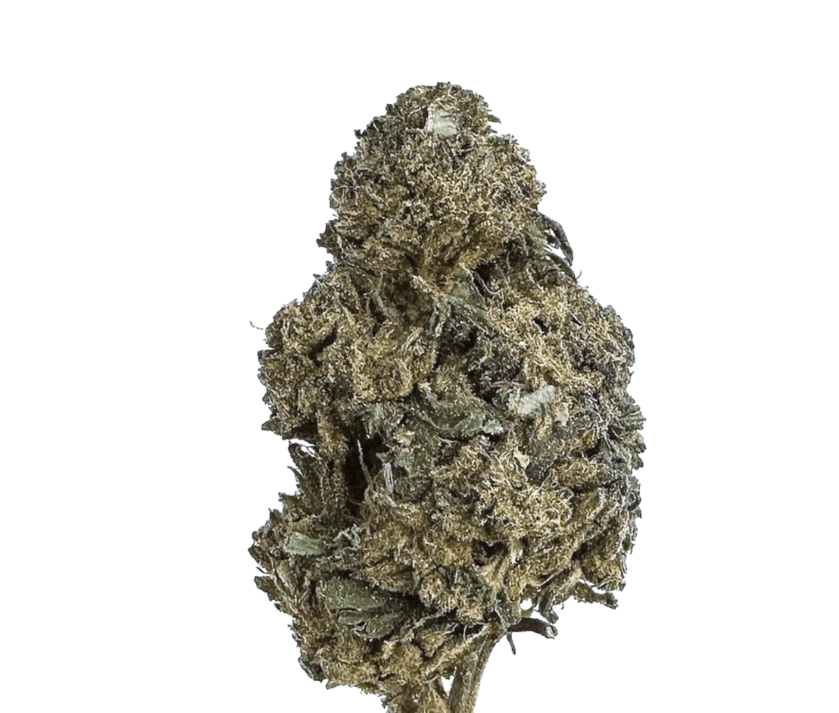 Huala 22/1 CA BTR - Black Triangle