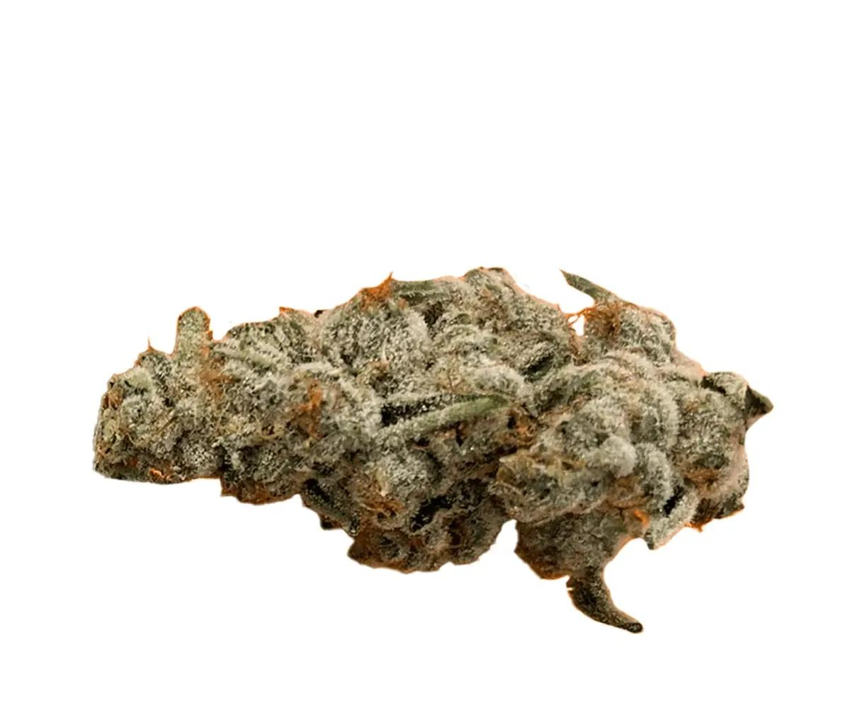 420 Evolution 33/1 CA PCH - Peach Chementine