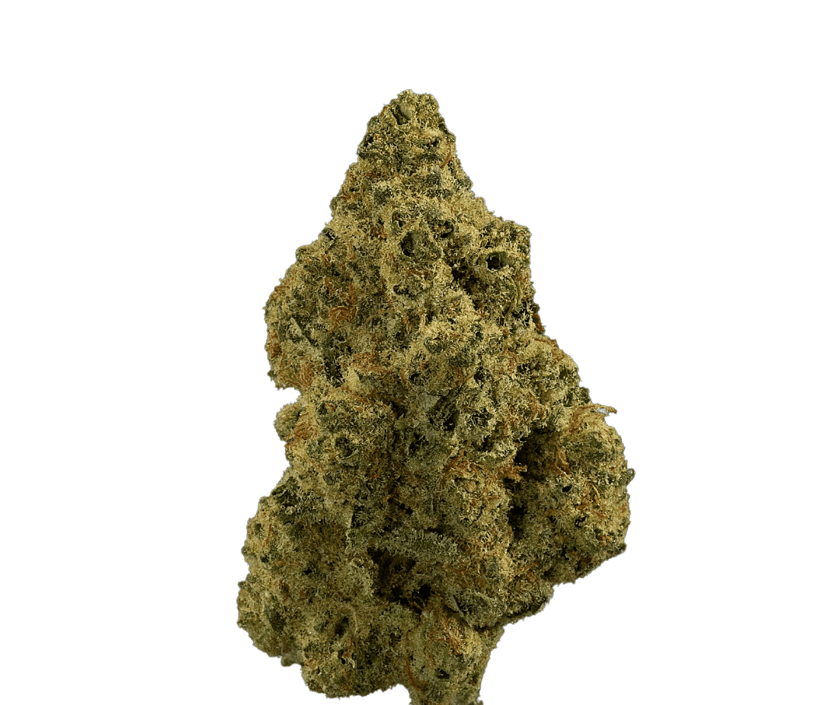 madrecan 21/1 Granddaddy OG - MINIS