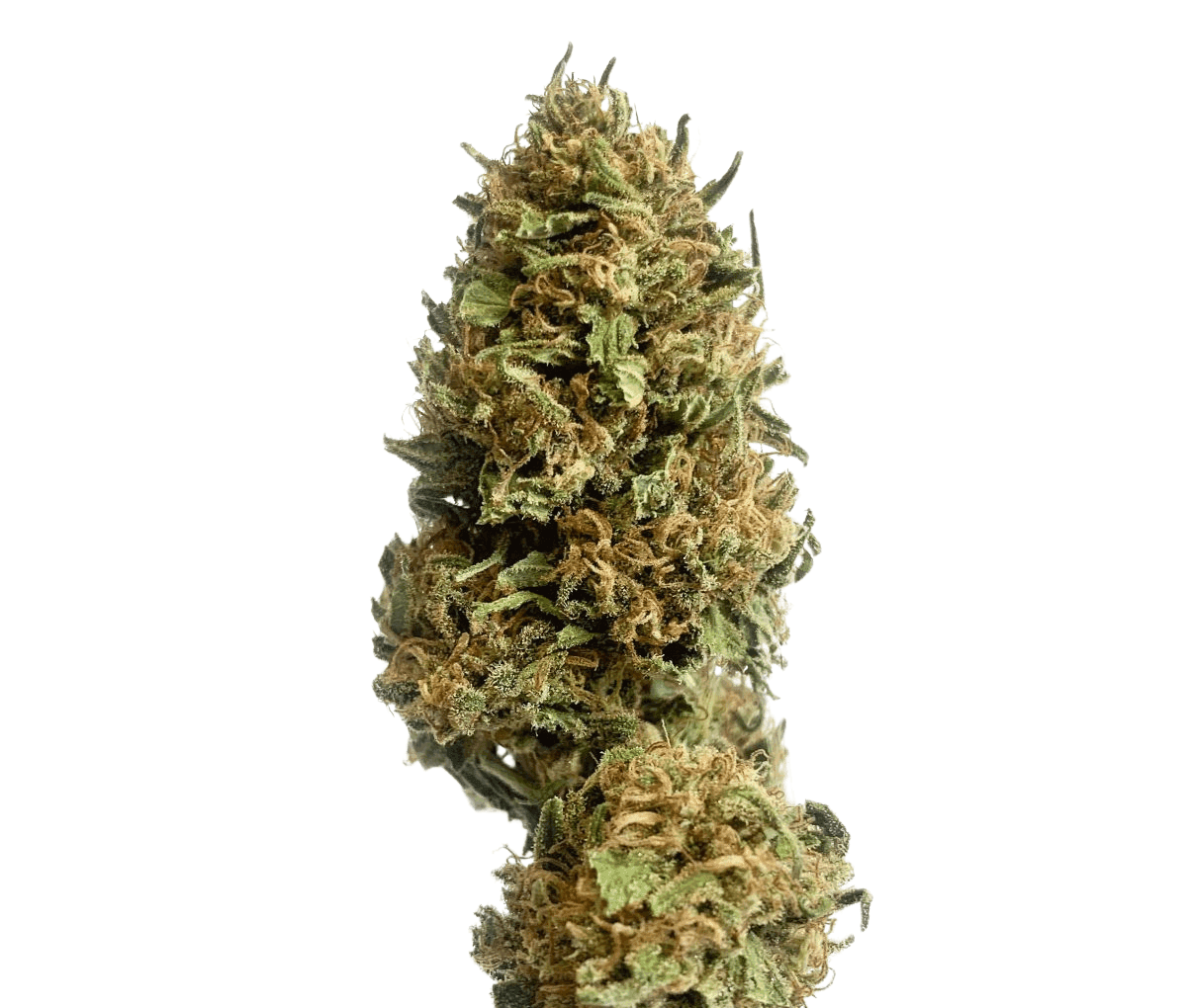 Cannamedical Hybrid Classic - Blueberry Headband