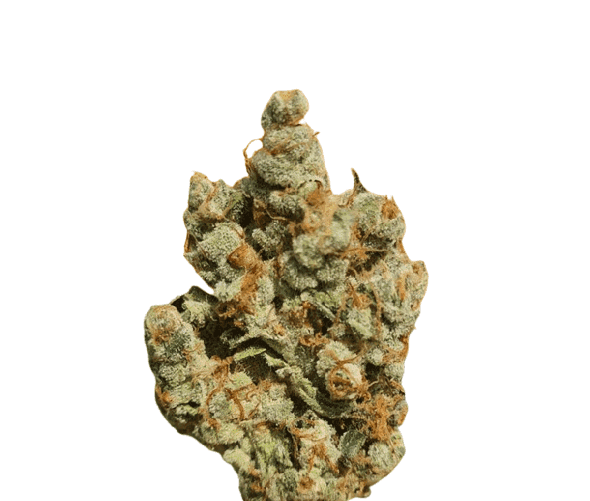 Cannamedical Sativa classic - VenomZ Eve