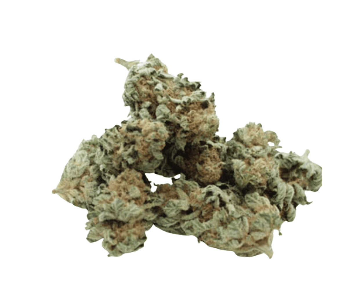 Tweed 17/1 - Gelato 33