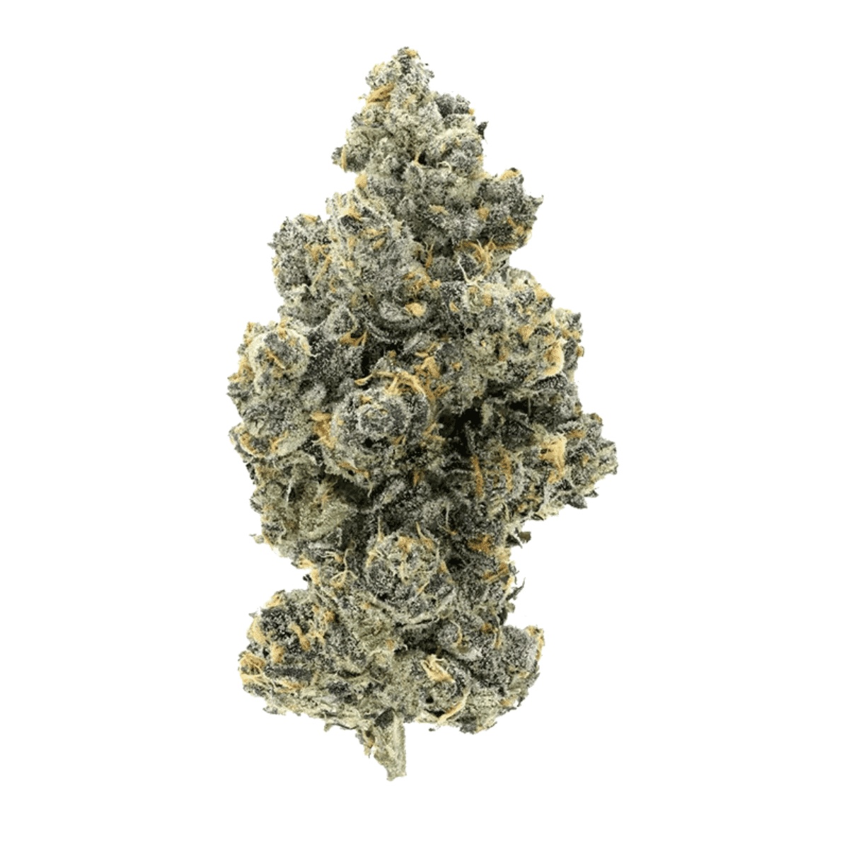 Cannamedical Hybrid Forte KA - Ring of Sour I Cannazen