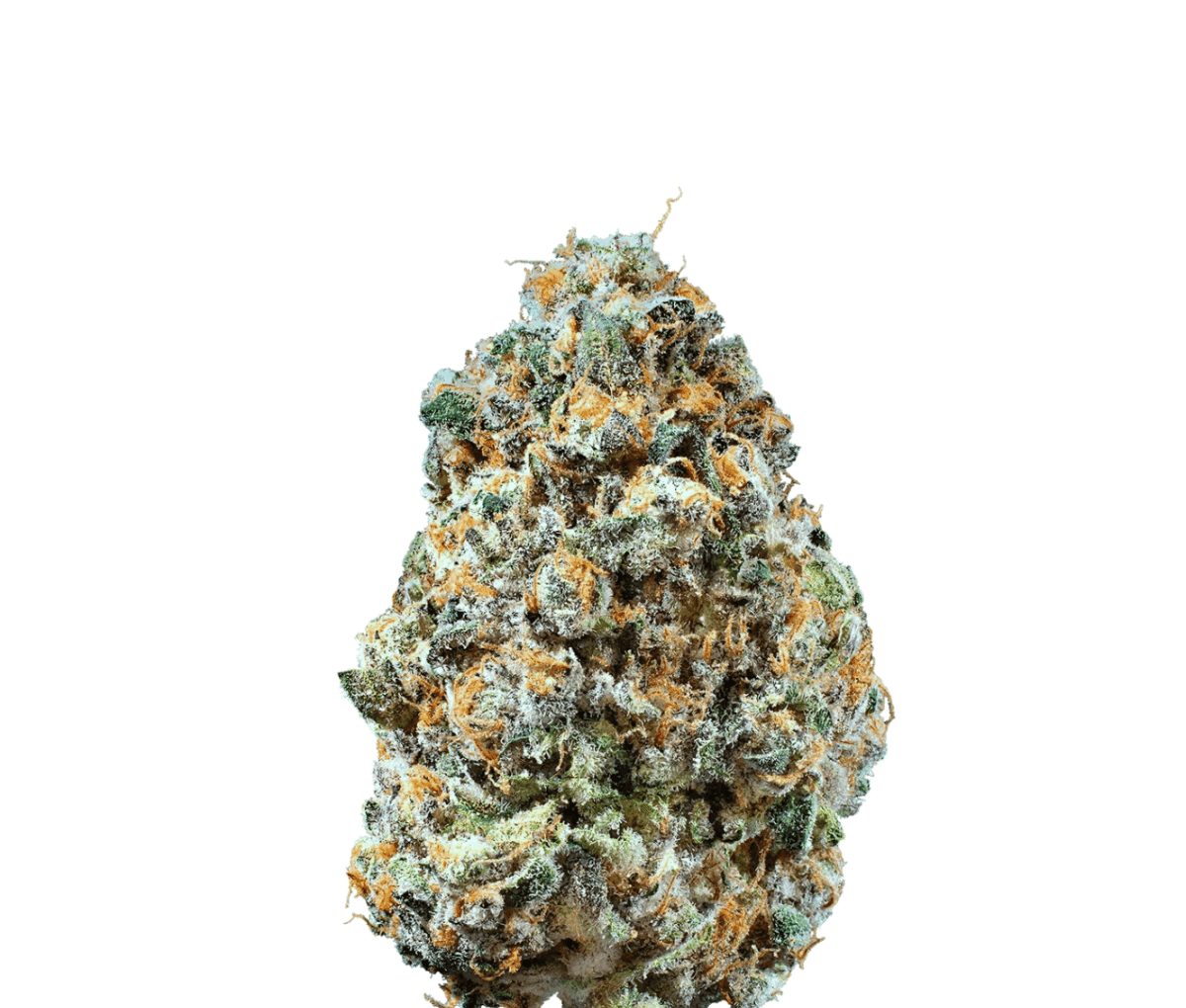 Cannamedical Hybrid Forte NM - Rainbow Jungle