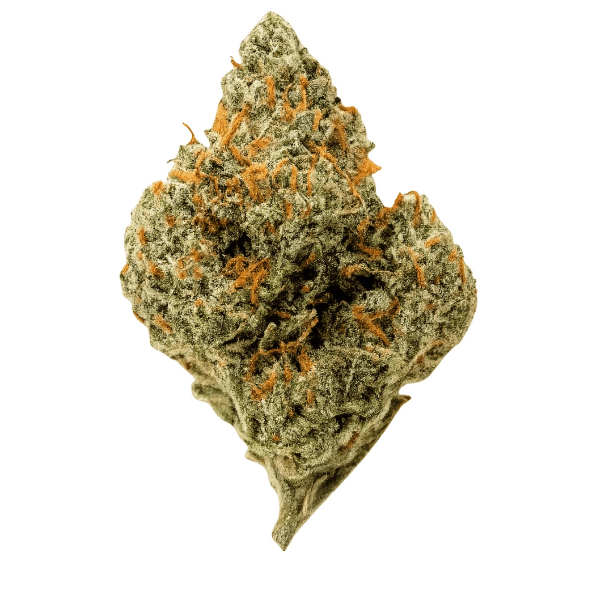 Luana Kush 24/1 Hippie Kush I Cannazen