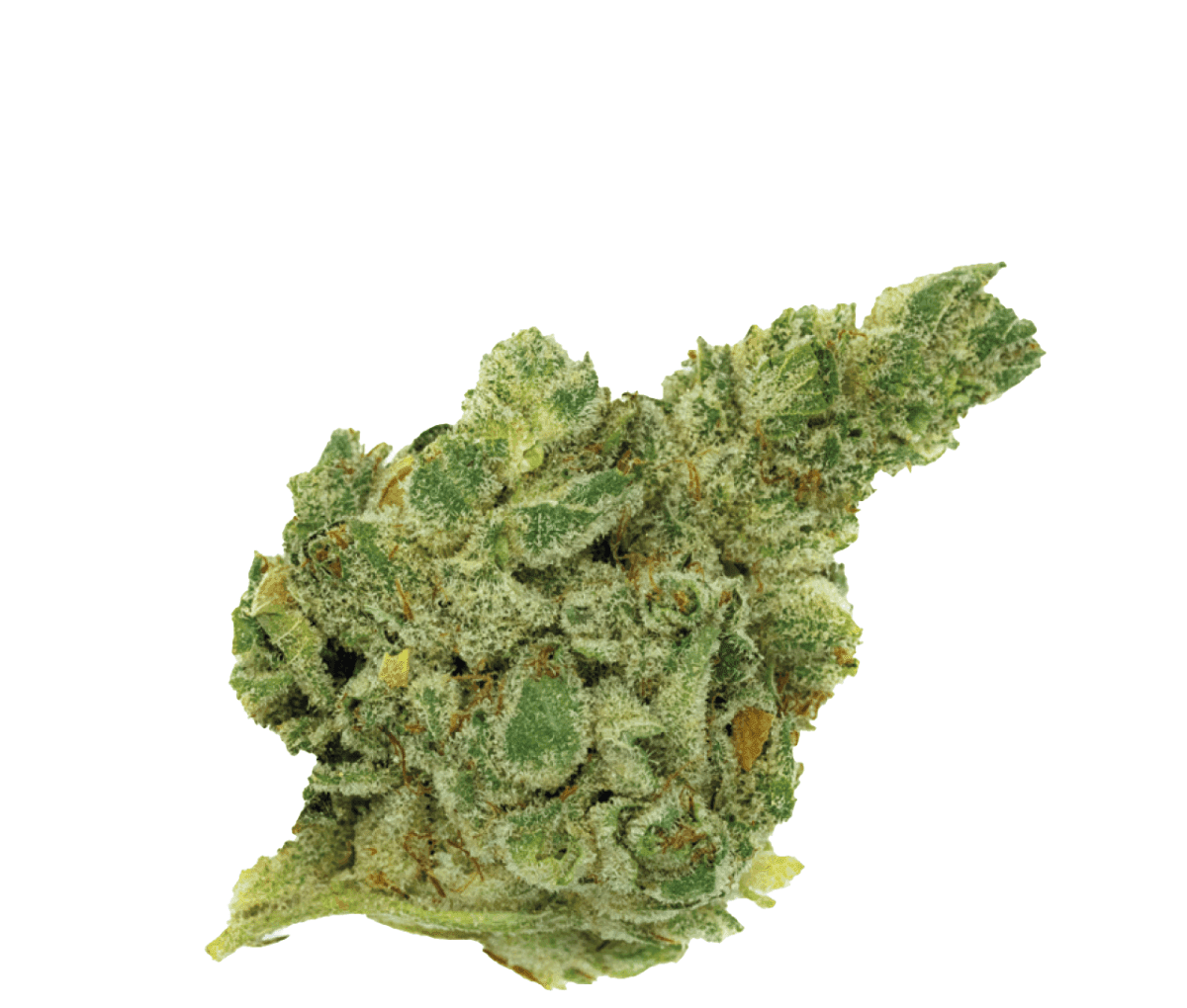 420 Natural 20/1 GG4 - Gorilla Glue 420 Natural 20/1 GG4 - Gorilla Glue