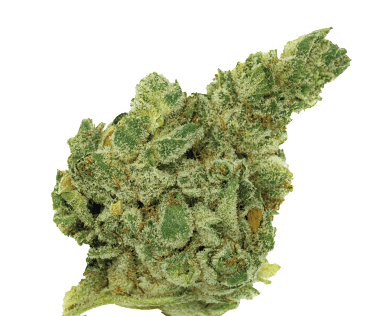 420 Natural 22/1 GG4 - Gorilla Glue