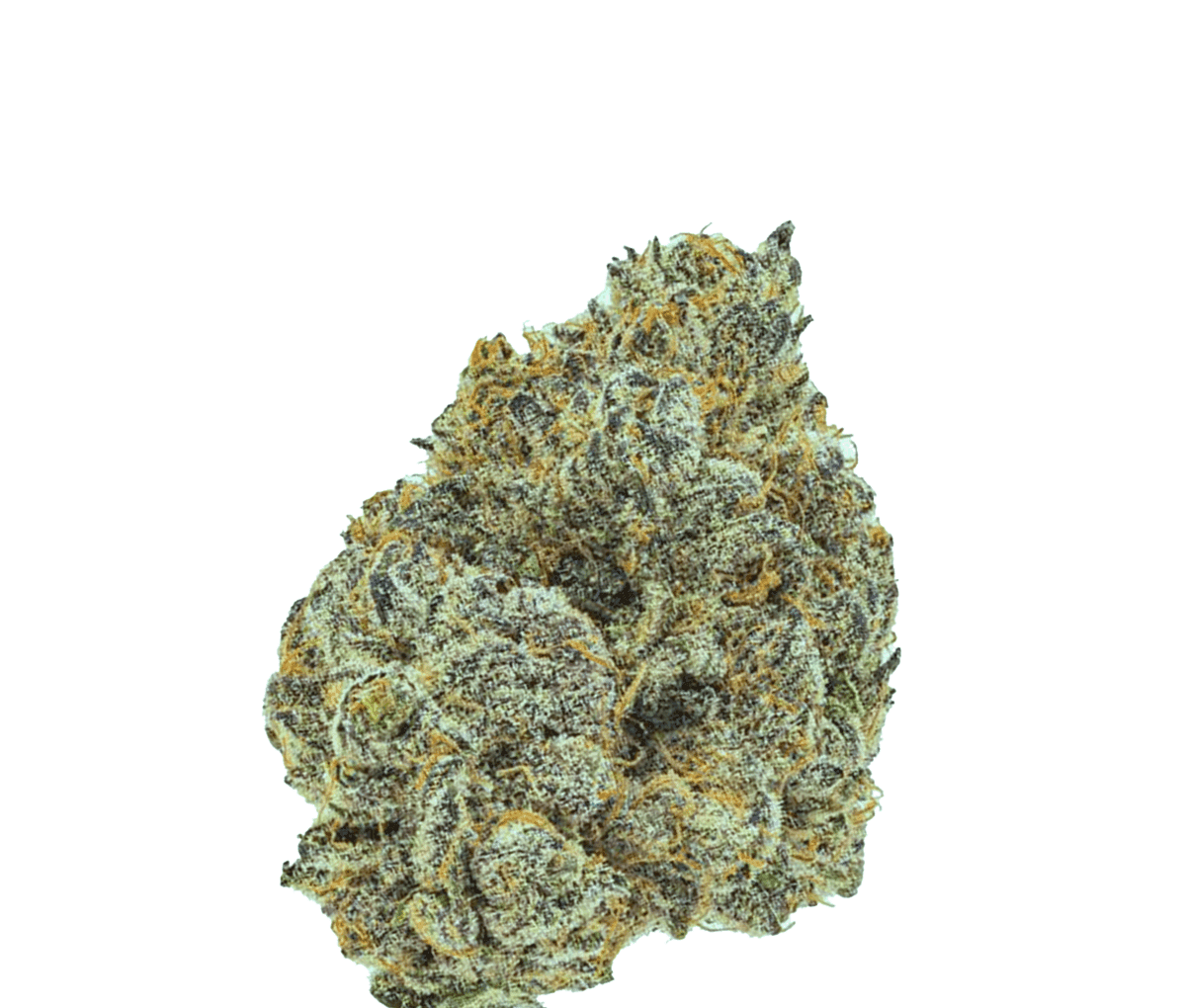 420 Compound 18/1 CA GAG - Glaced Apricot Gelato