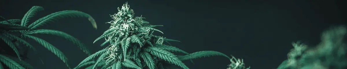 rhein-cannabis-hero-footer-banner rhein-cannabis-hero-footer-banner
