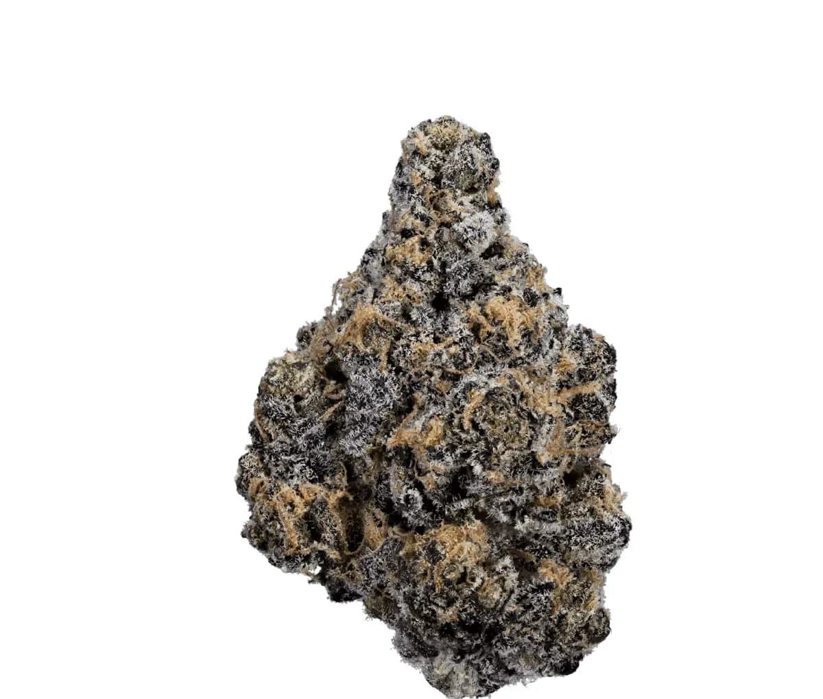 Nimbus easy 22/1 - Jealousy Nimbus easy 22/1 - Jealousy