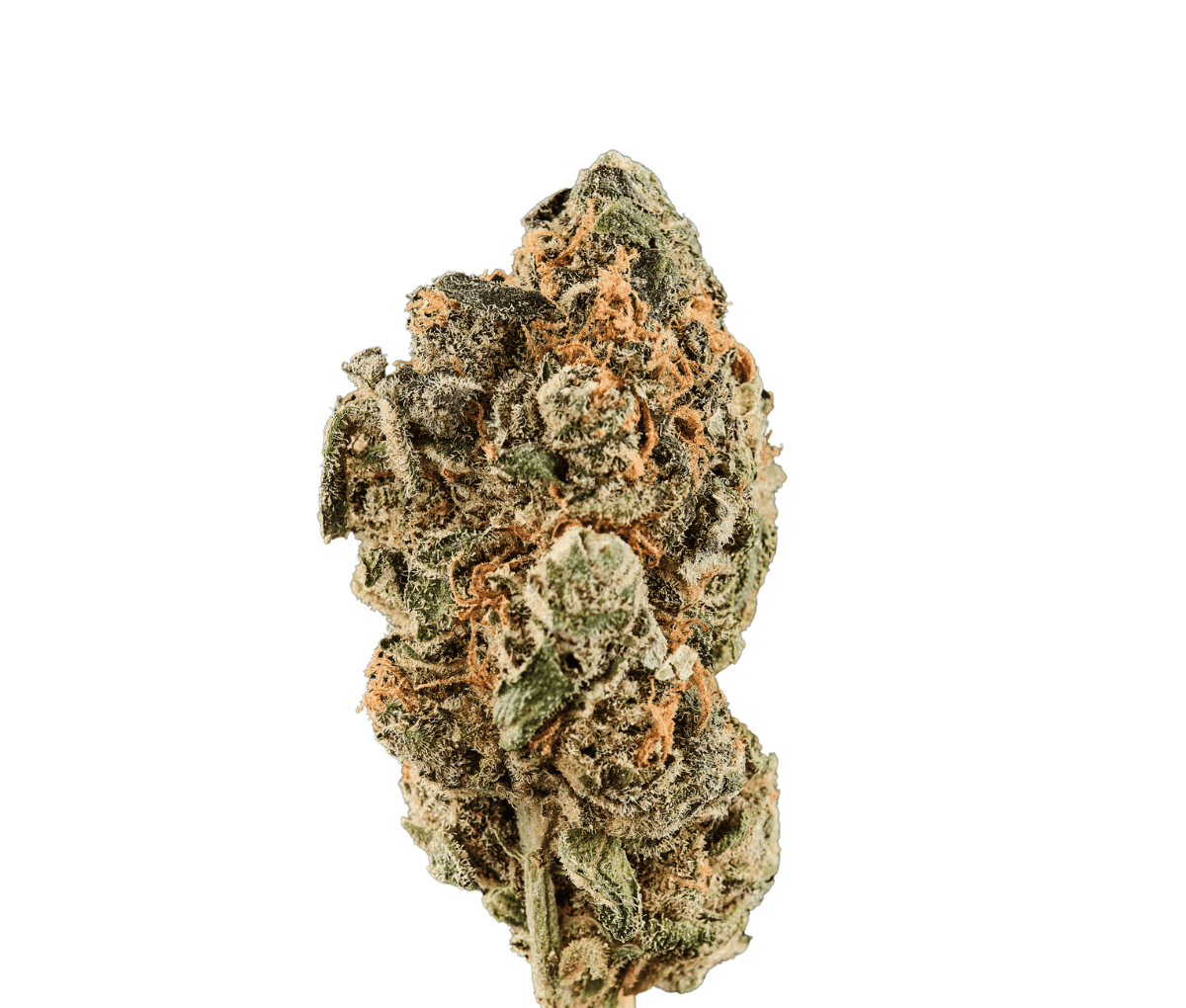 Huala 22/1 CA - WOT - Whiteout Huala 22/1 CA - WOT - Whiteout