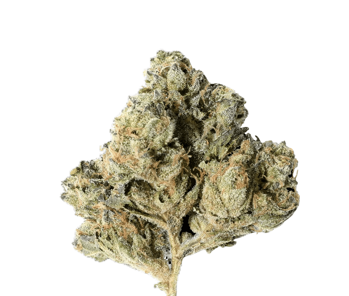 enua 25/1 HWB CA - Head with Bang enua 25/1 HWB CA - Head with Bang