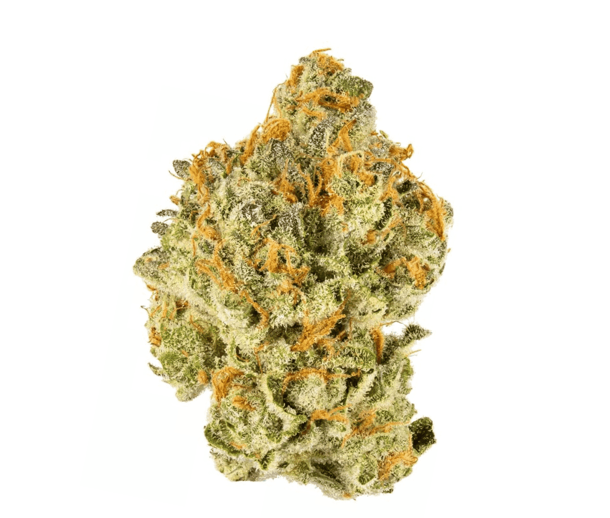 Luana 16/1 MAC - Miracle Alien Cookies Luana 16/1 MAC - Miracle Alien Cookies