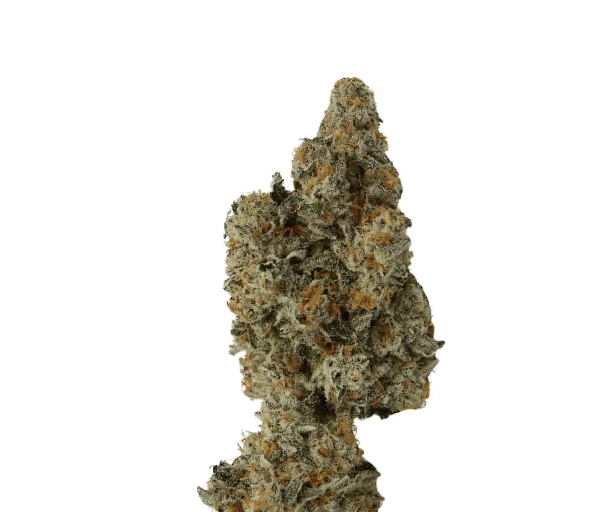 ADREX Mother 26 GF CAN - Garlic Funk