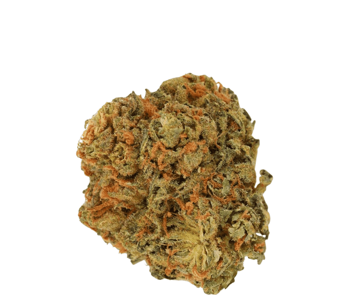 Luana 24/1 Pine - Solpina Magic
