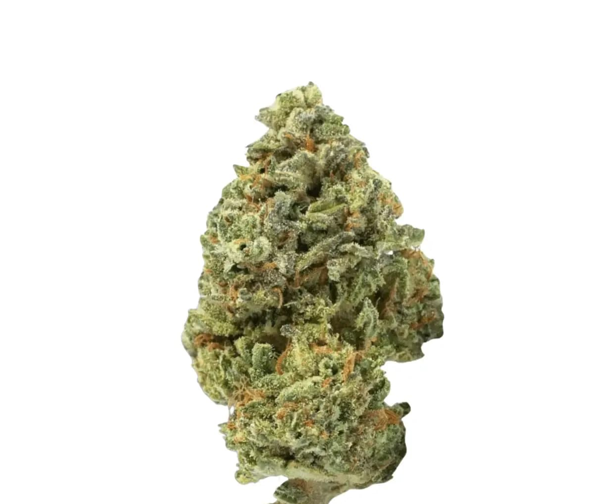 420 Evolution 20/1 CA LCG Lemon Cherry Gelato - Sunset Sherbert x Girl Scout Cookies 420 Evolution 20/1 CA LCG Lemon Cherry Gelato - Sunset Sherbert x Girl Scout Cookies