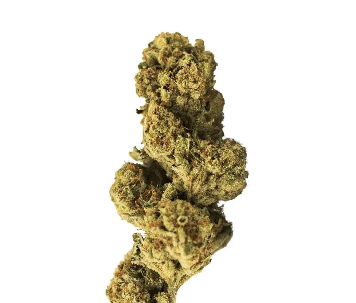 Luana 24/1 Rainbow - Papaya Bomb Luana 24/1 Rainbow - Papaya Bomb