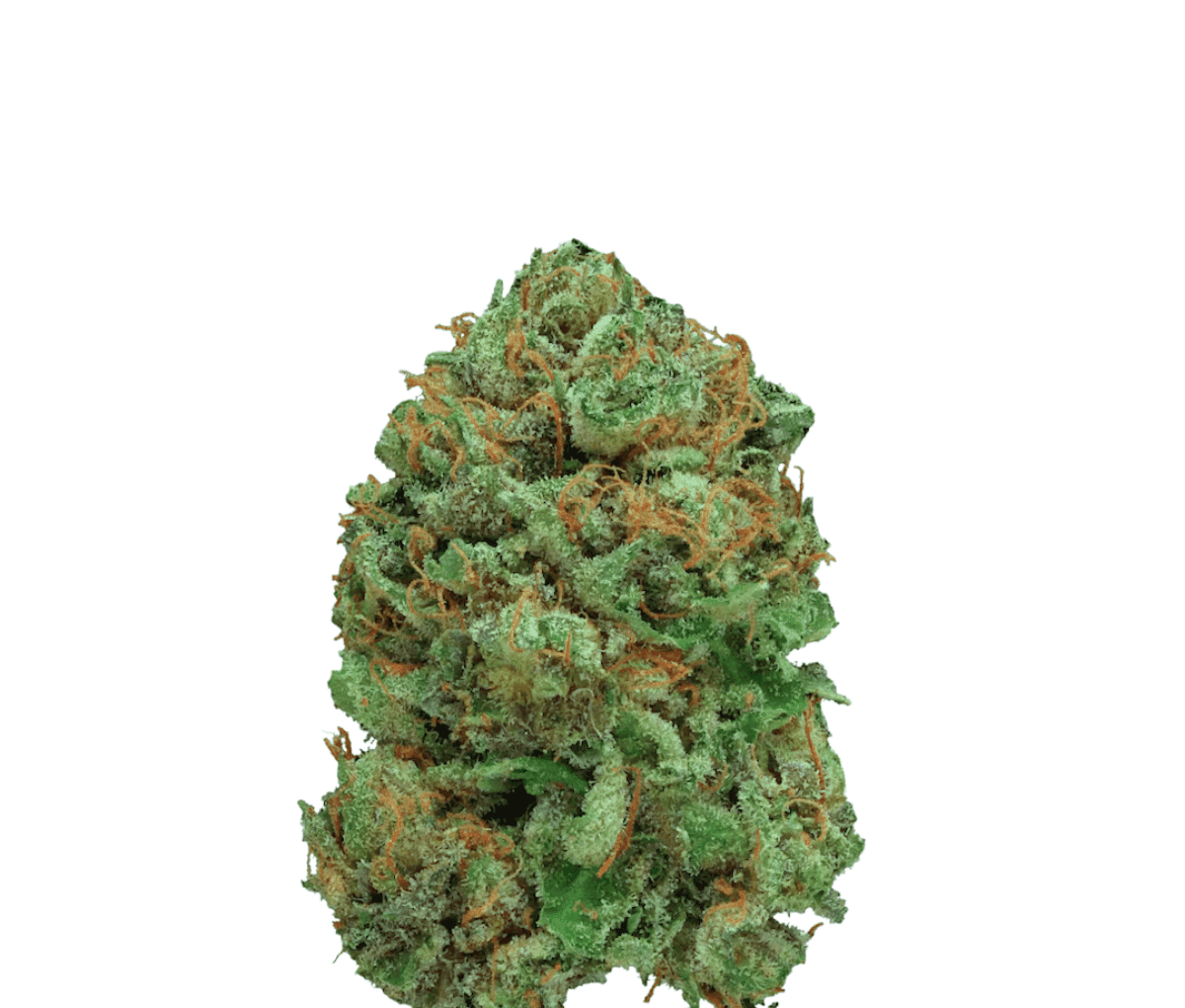 Canify Cannabis Flos 20/1 CSF Ku. - Bashengo Canify Cannabis Flos 20/1 CSF Ku. - Bashengo